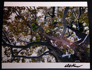 Pain Ting Tree - 8x10 Print