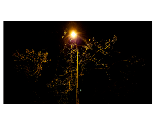 Illuminated by Street Light - 8x10 Print