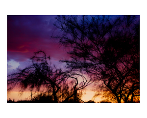 Black Trees at Dusk - 8x10 Print